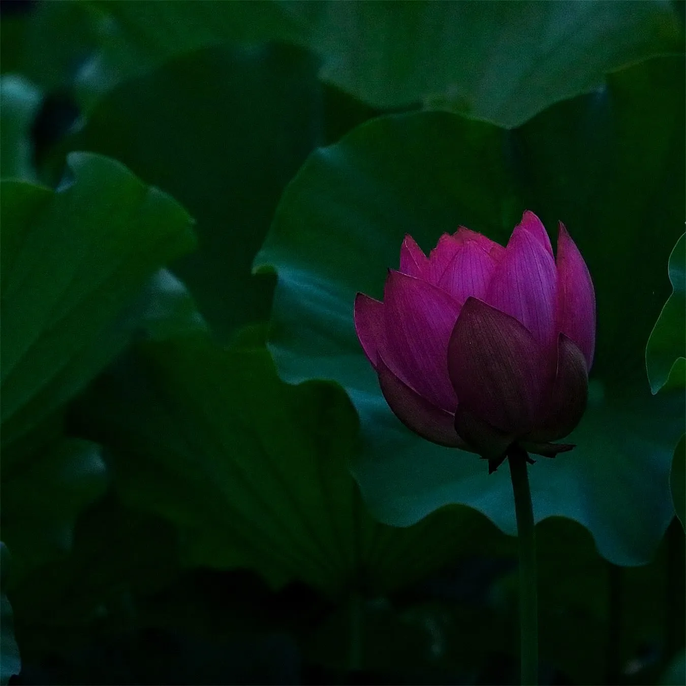 『泥中之蓮』
